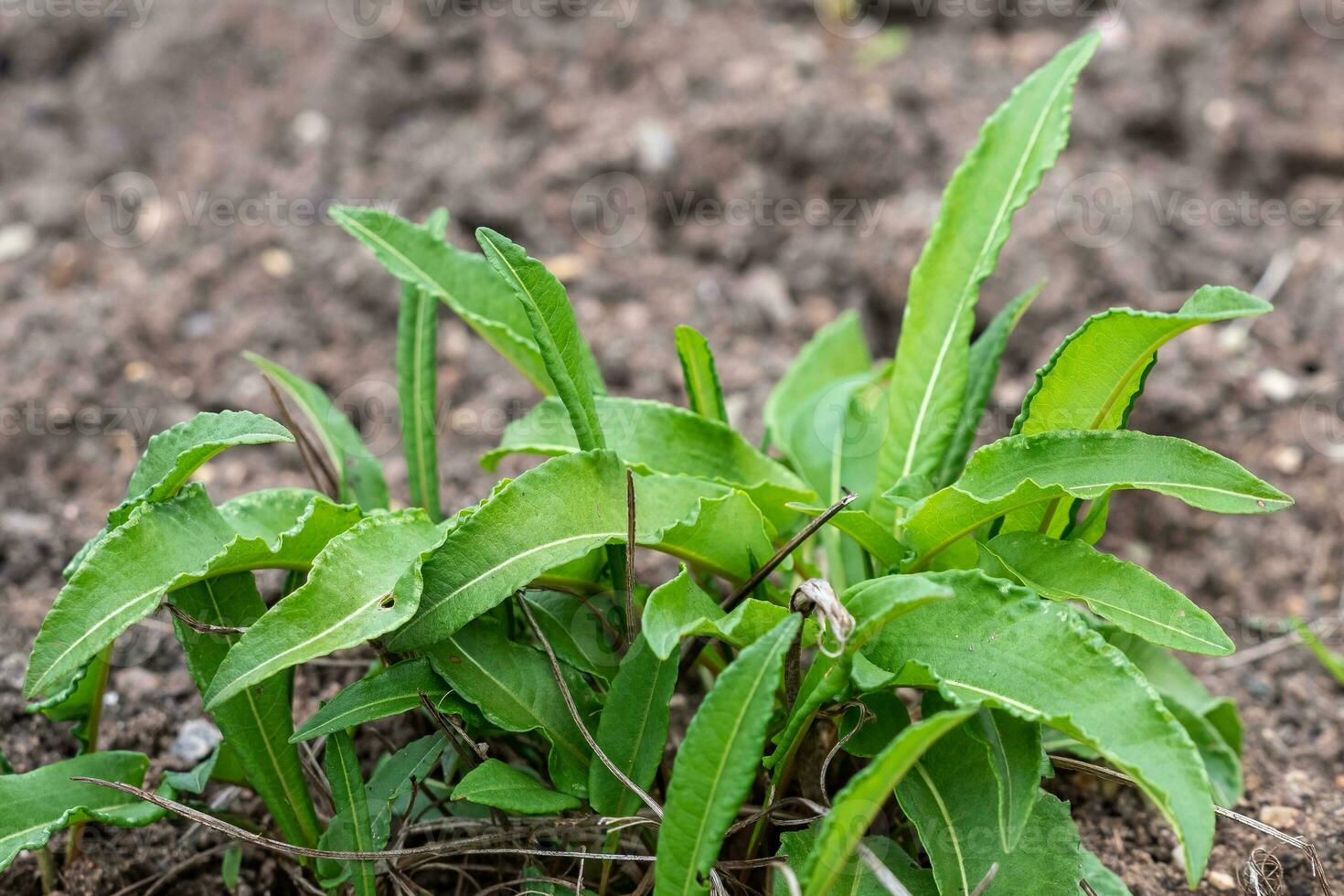 botanique collection, Jeune vert feuilles de médicinal plante bistorte officinalis ou persicaria bistorta, connu comme bistorte, racine de serpent, racine de serpent, serpent et corniches de Pâques. photo