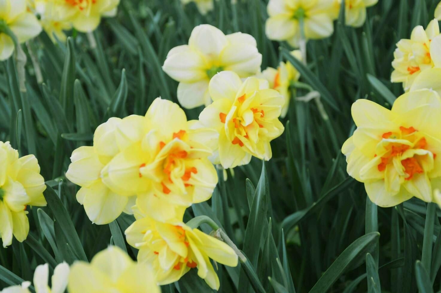 beaucoup de Jaune jonquille fleurs contre une Contexte de vert feuilles épanouissement dans une botanique jardin. printemps fleurs Contexte. photo