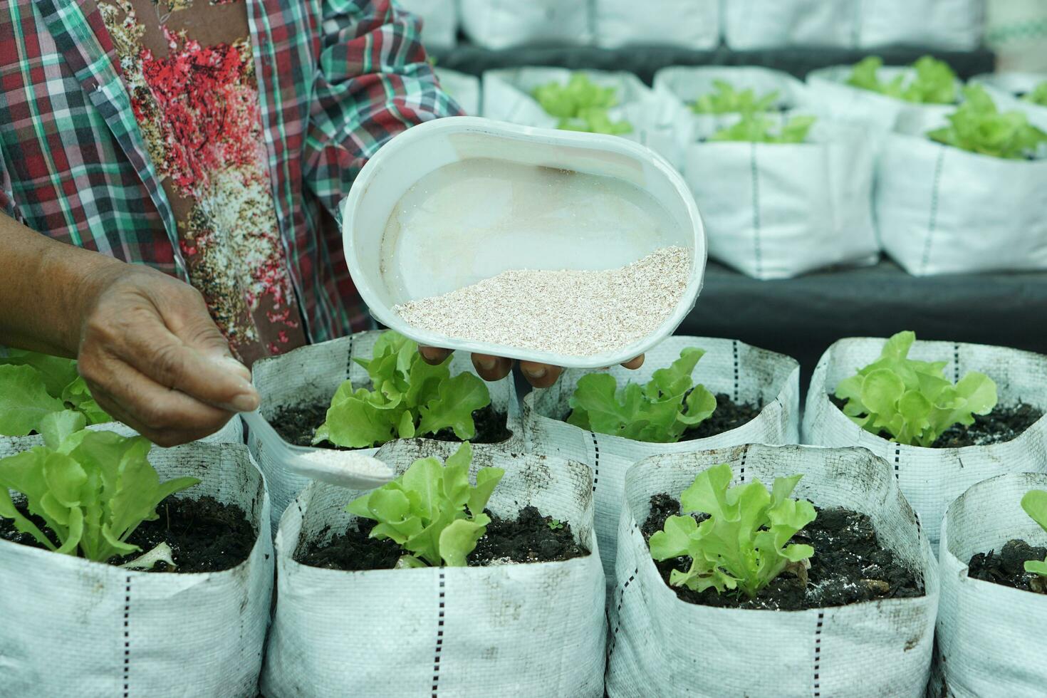 fermer jardinier est fertilisation salade des légumes dans blanc sacs par en utilisant biologique engrais de brisé coquilles d'œufs. concept, biologique jardinage, en utilisant nourriture restes déchets à être engrais comme déchets gérer photo