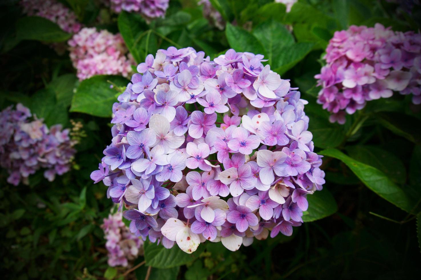 gros plan de fleur d'hortensia, fond de fleur d'hortensia macrophylla. photo