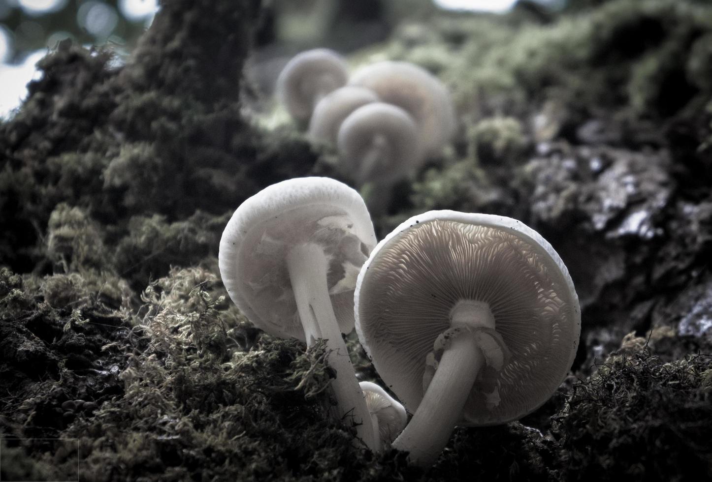 fond naturel avec des champignons poussant sur de la mousse photo
