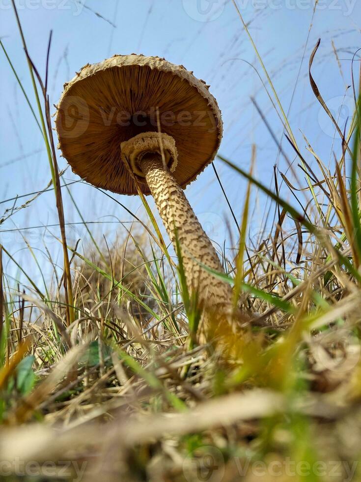 vers le bas au dessous de vue de une champignon dans le herbe pendant l'automne photo