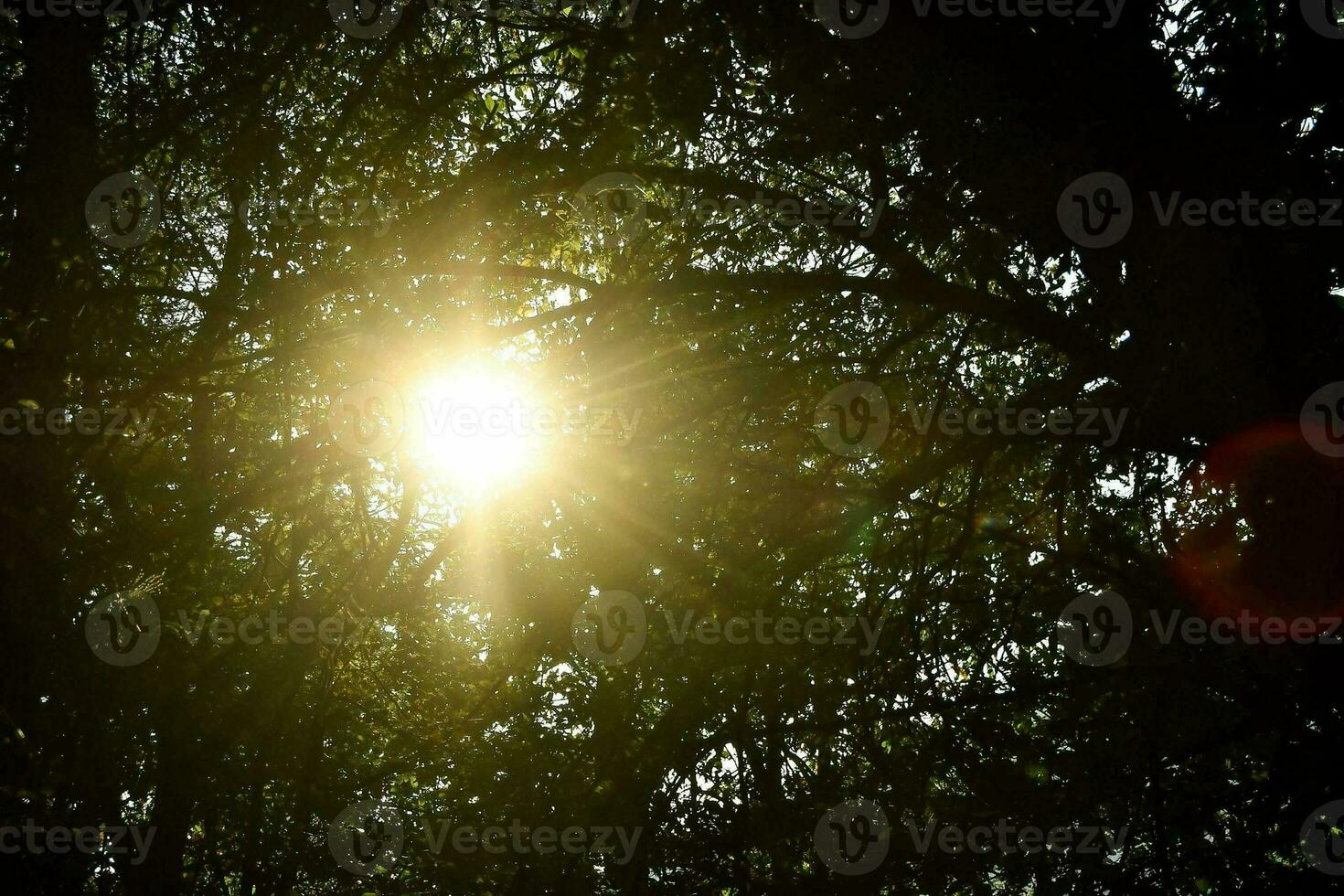 le Soleil brille par le des arbres dans le forêt photo