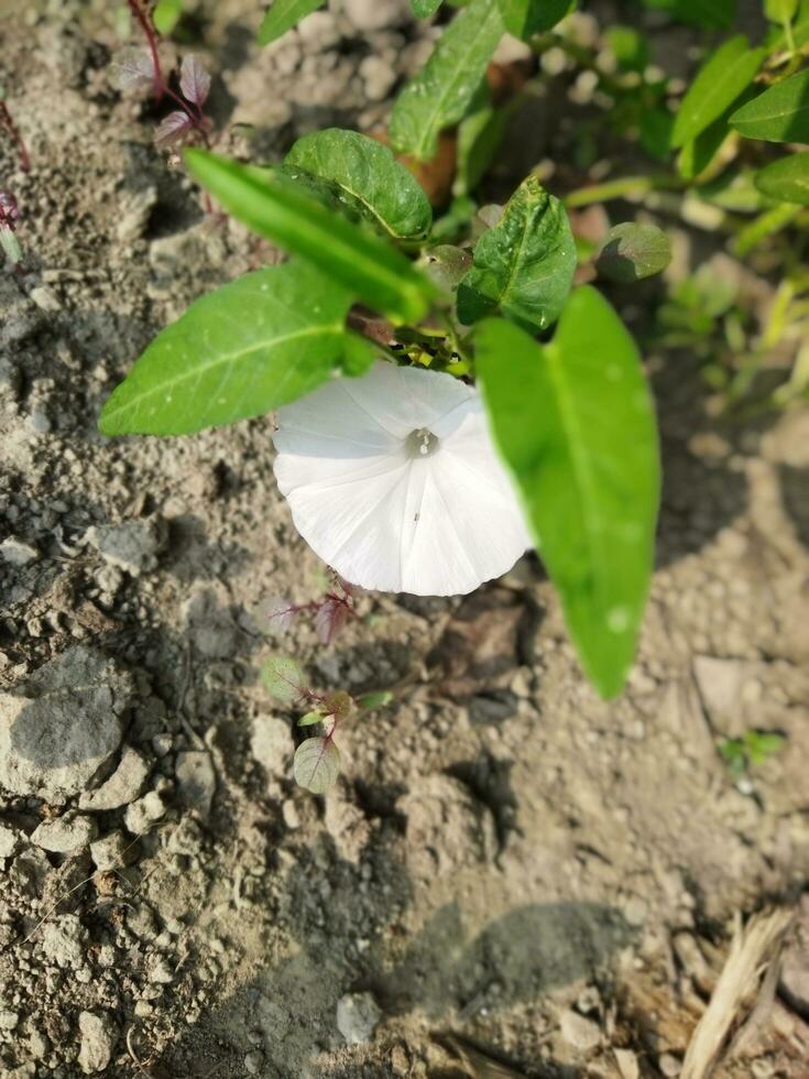 kalmishak est surtout bénéfique pour le yeux. kalmishaka aiguise vue. anti-maladie kalmi feuilles avoir une lot de vitamine 'c'. il actes comme un anti-oxydant et empêche divers maladies dans le corps photo