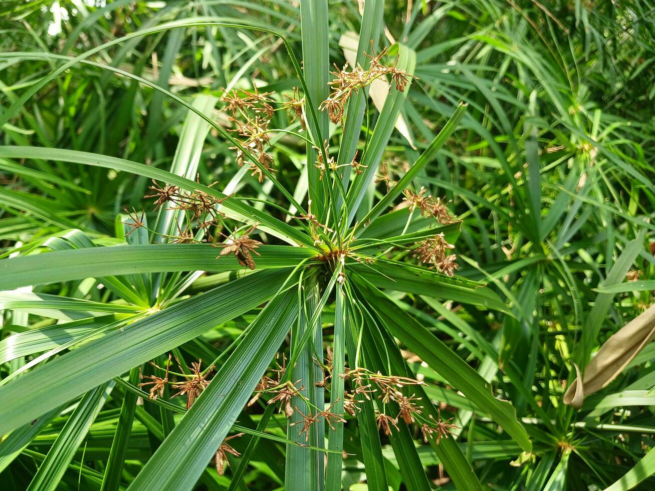 fermer de le tête de une magnifique cyperus papyrus plante. cyperus papyrus est une espèce de aquatique floraison plante. photo