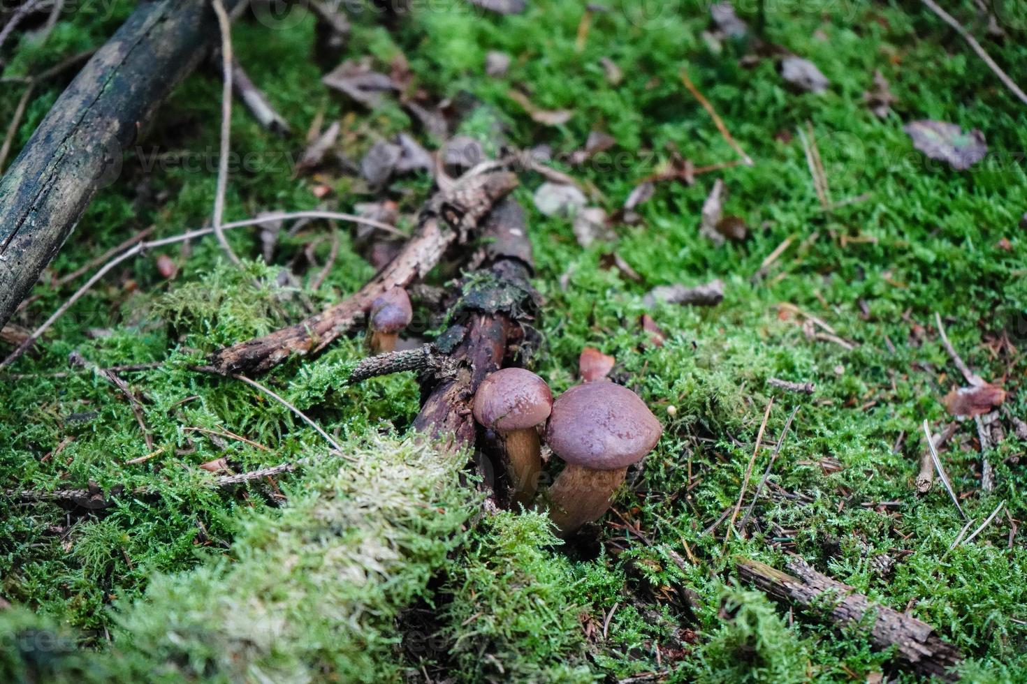 champignons sur le sol d'une forêt photo