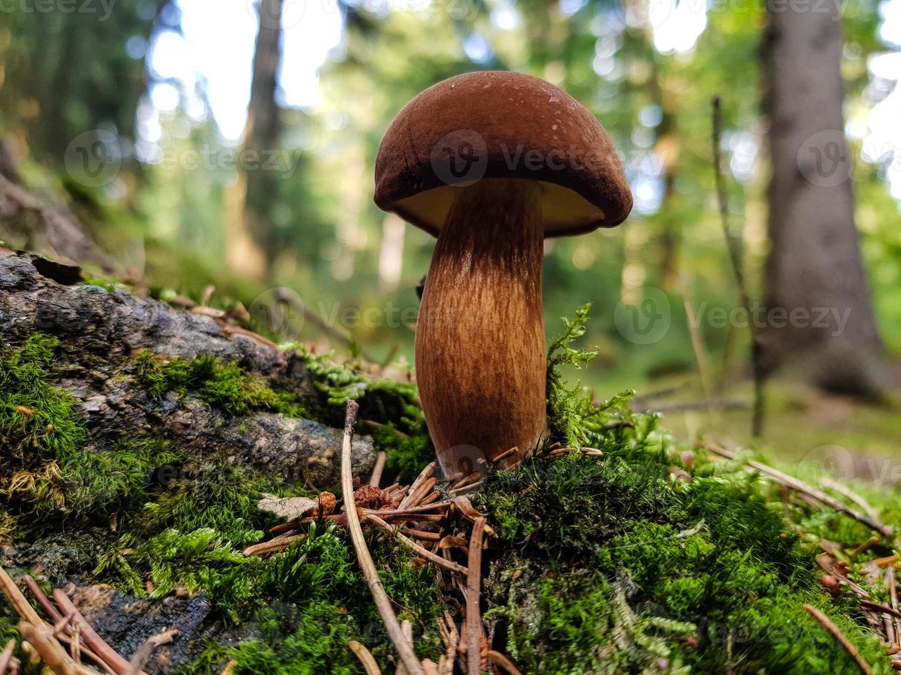 champignons sur le sol d'une forêt photo