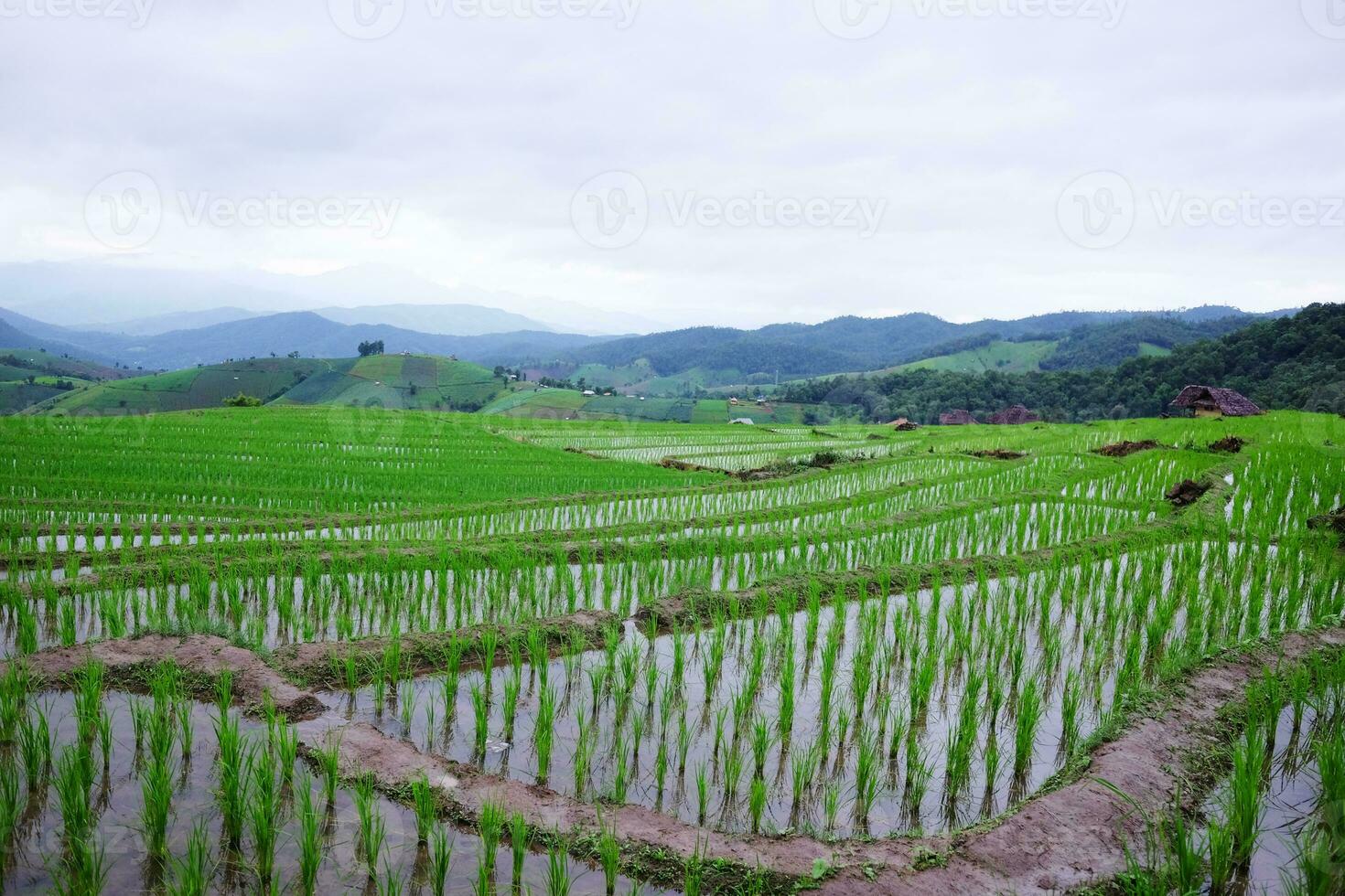 paysage vallée en terrasse paddy riz des champs sur Montagne sur Montagne dans le campagne, chiangmai Province de Thaïlande. Voyage dans verdure tropical pluvieux saison concept photo