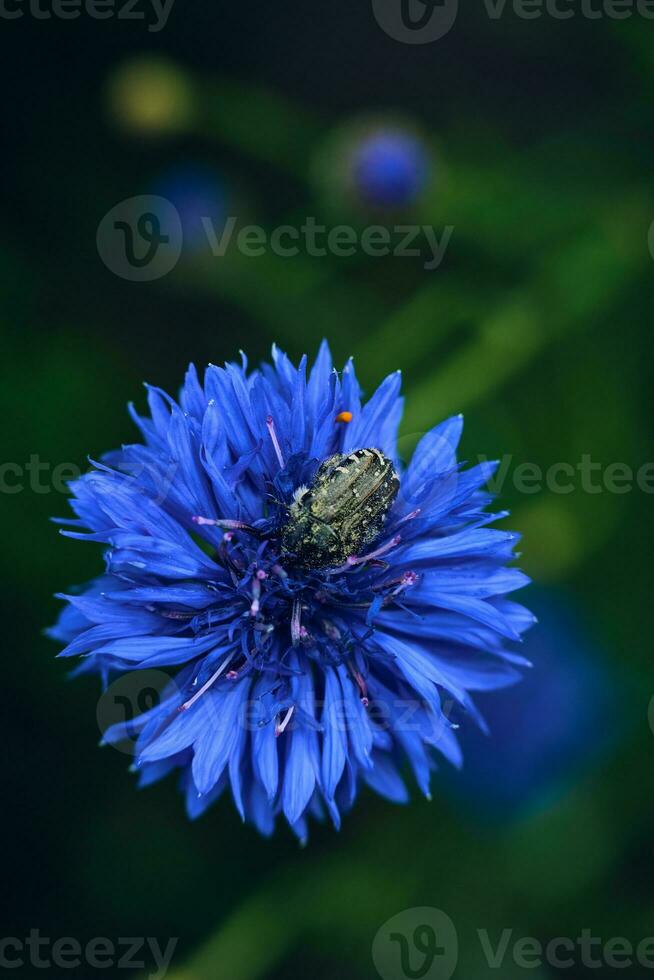 scarabée cache dans une bleuet photo