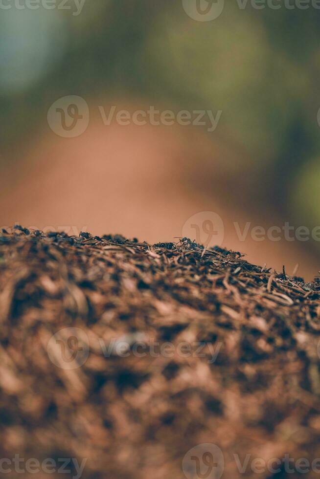 fourmi colonie dans forêt photo