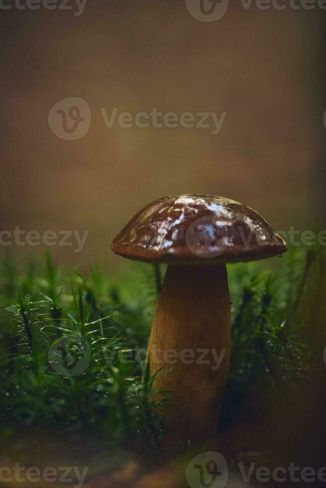 châtaigne champignon sur forêt sol photo