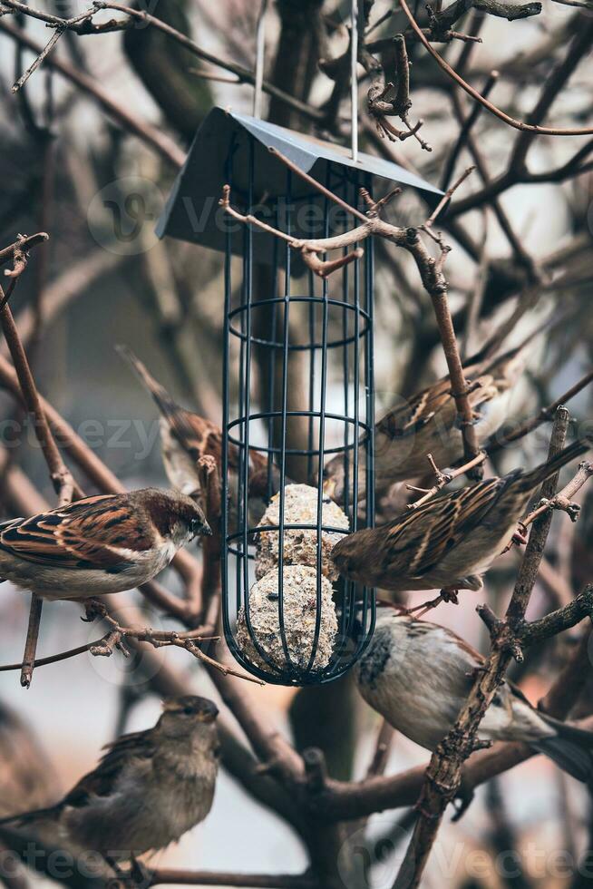 arbre moineaux à oiseau mangeoire dans hiver photo