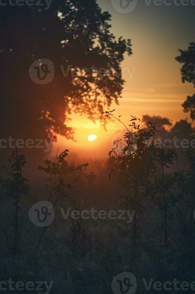 Soleil en hausse plus de petit des arbres dans brumeux forêt photo