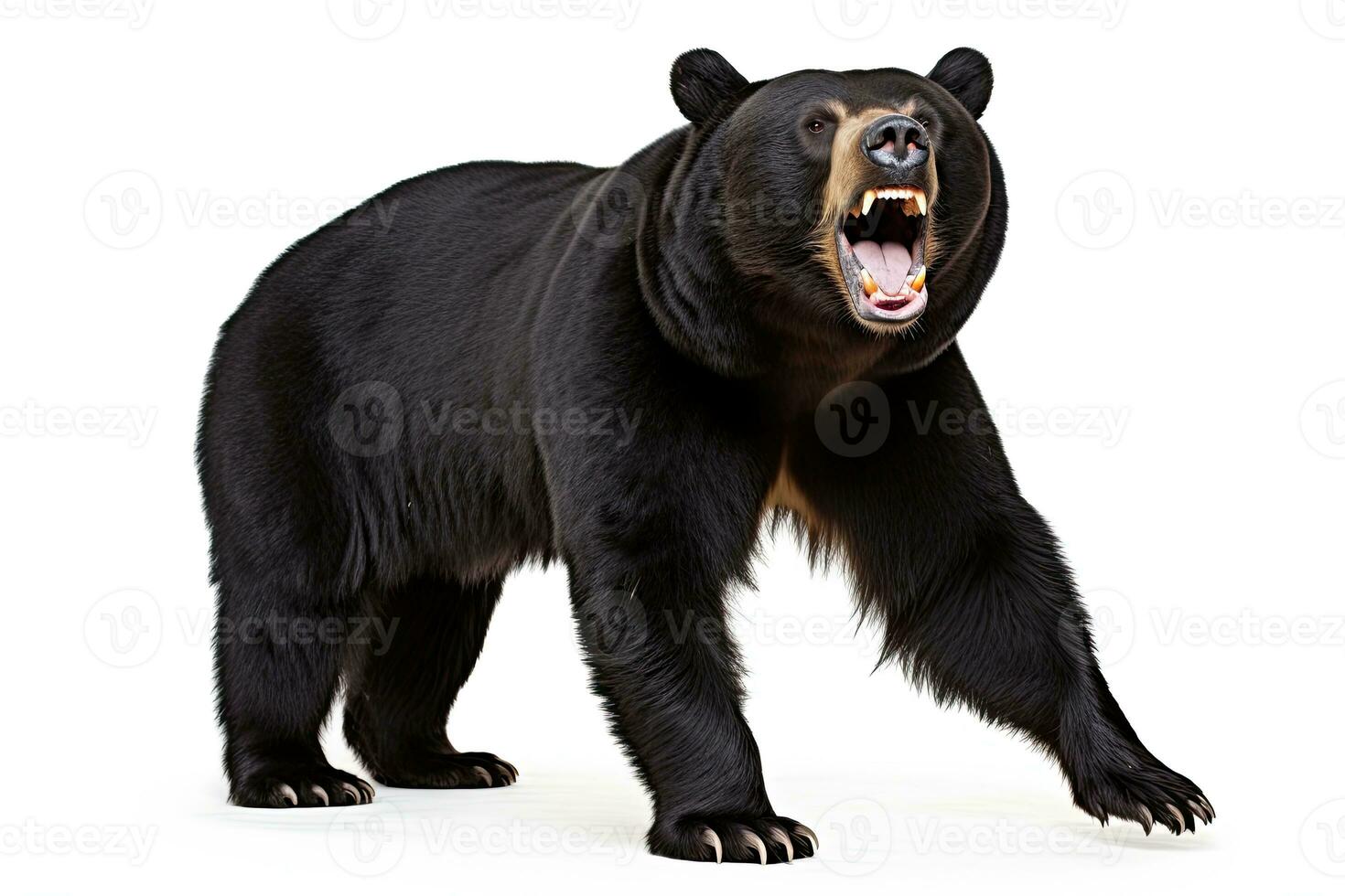 ai généré réaliste noir ours clipart photo