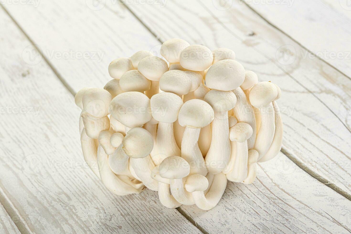 Japonais Shimeji champignon pour cuisine photo