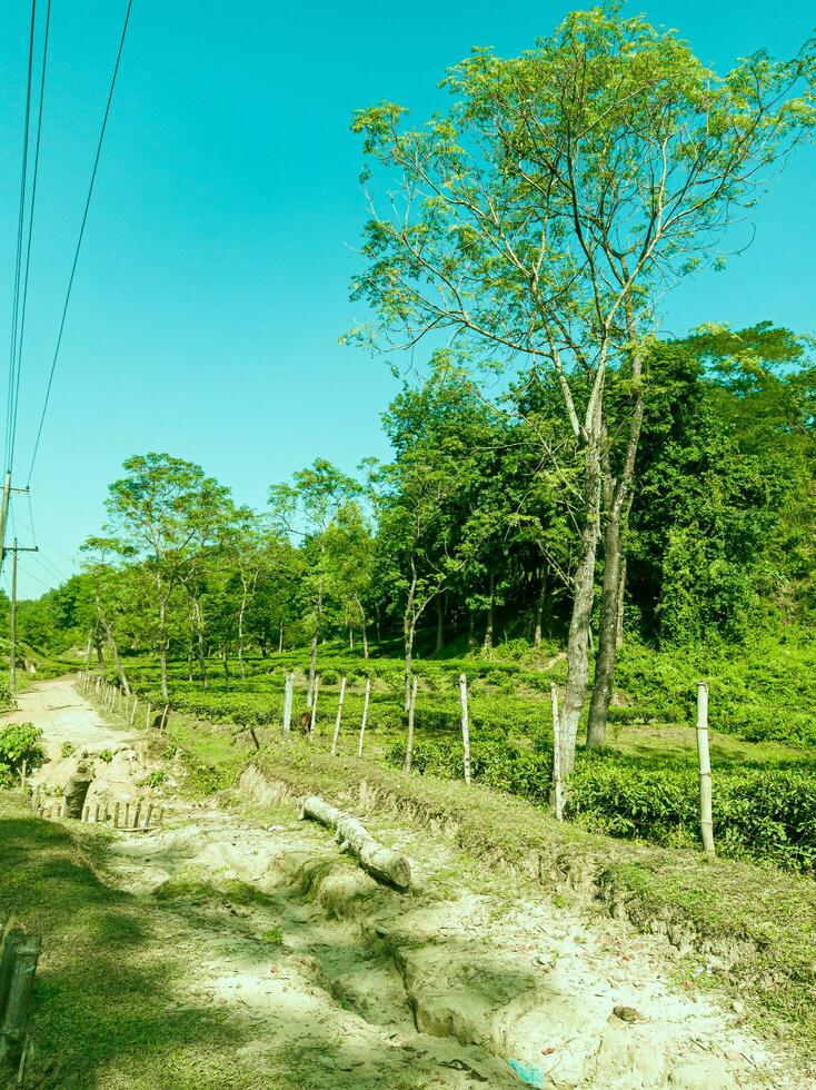 une vue de vert des arbres à côté de le saleté route. photo