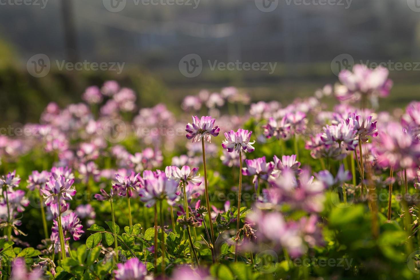 à la campagne, l'astragale violette est dans le champ photo