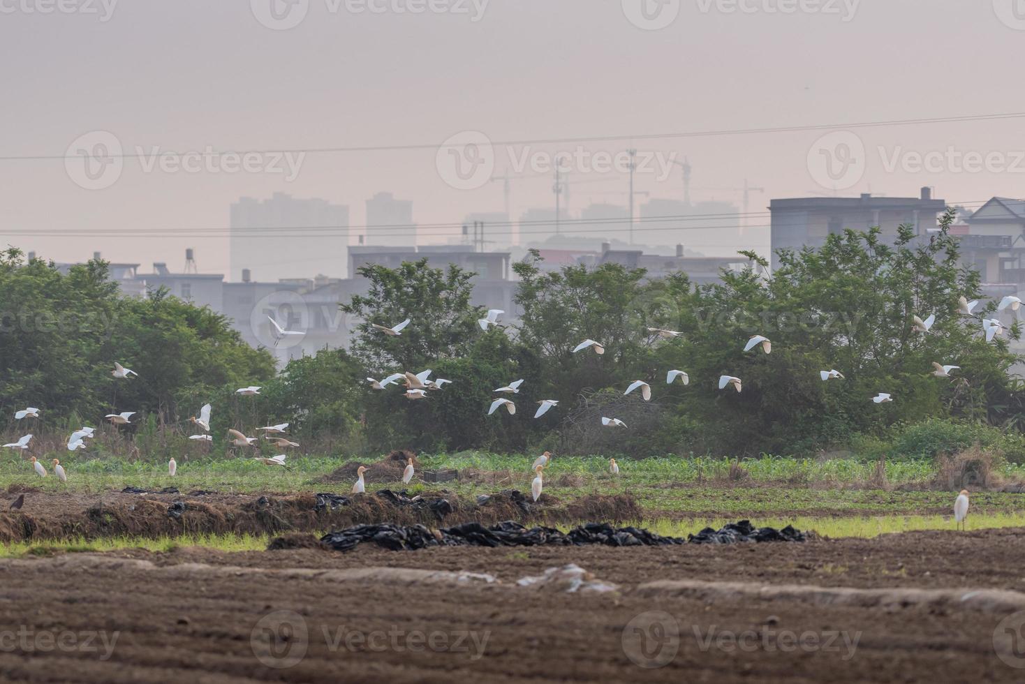 un troupeau d'aigrettes de bétail vole dans le domaine photo