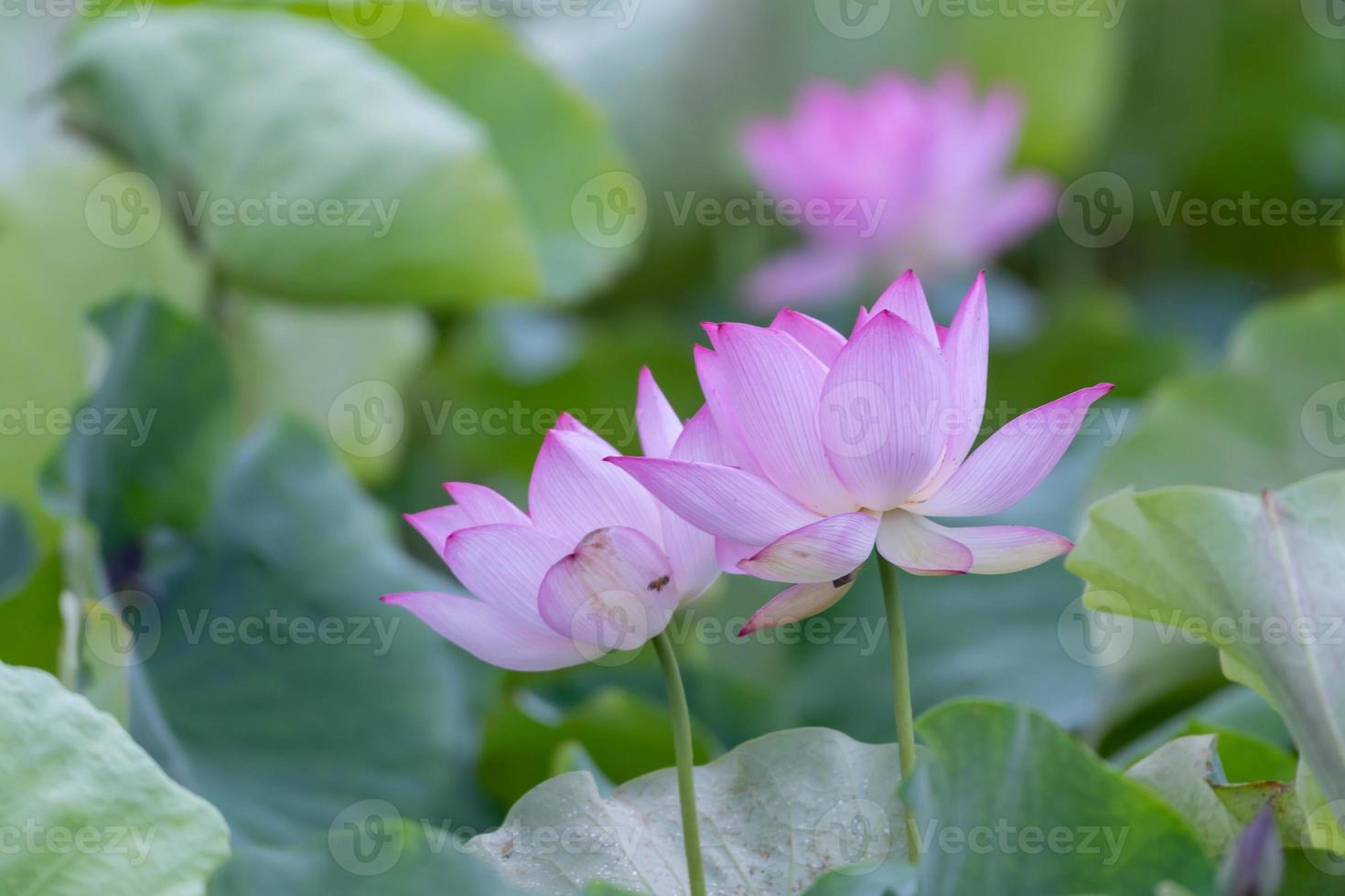 une fleur de lotus rose sur un fond de feuille de lotus vert photo