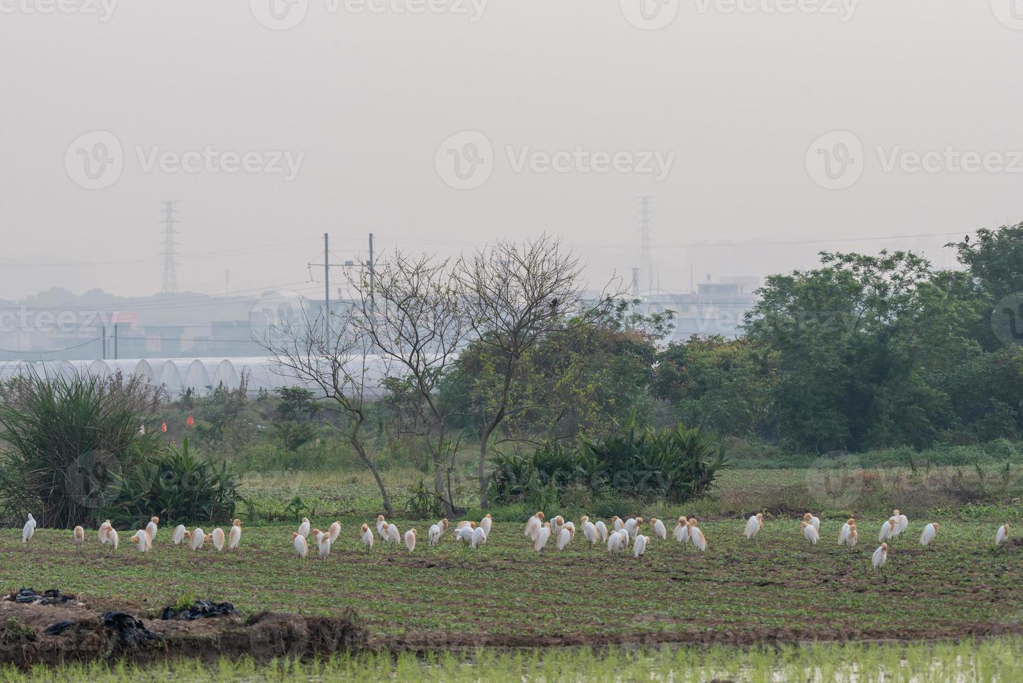 un troupeau de garde-boeufs reste dans les champs ou les arbres photo