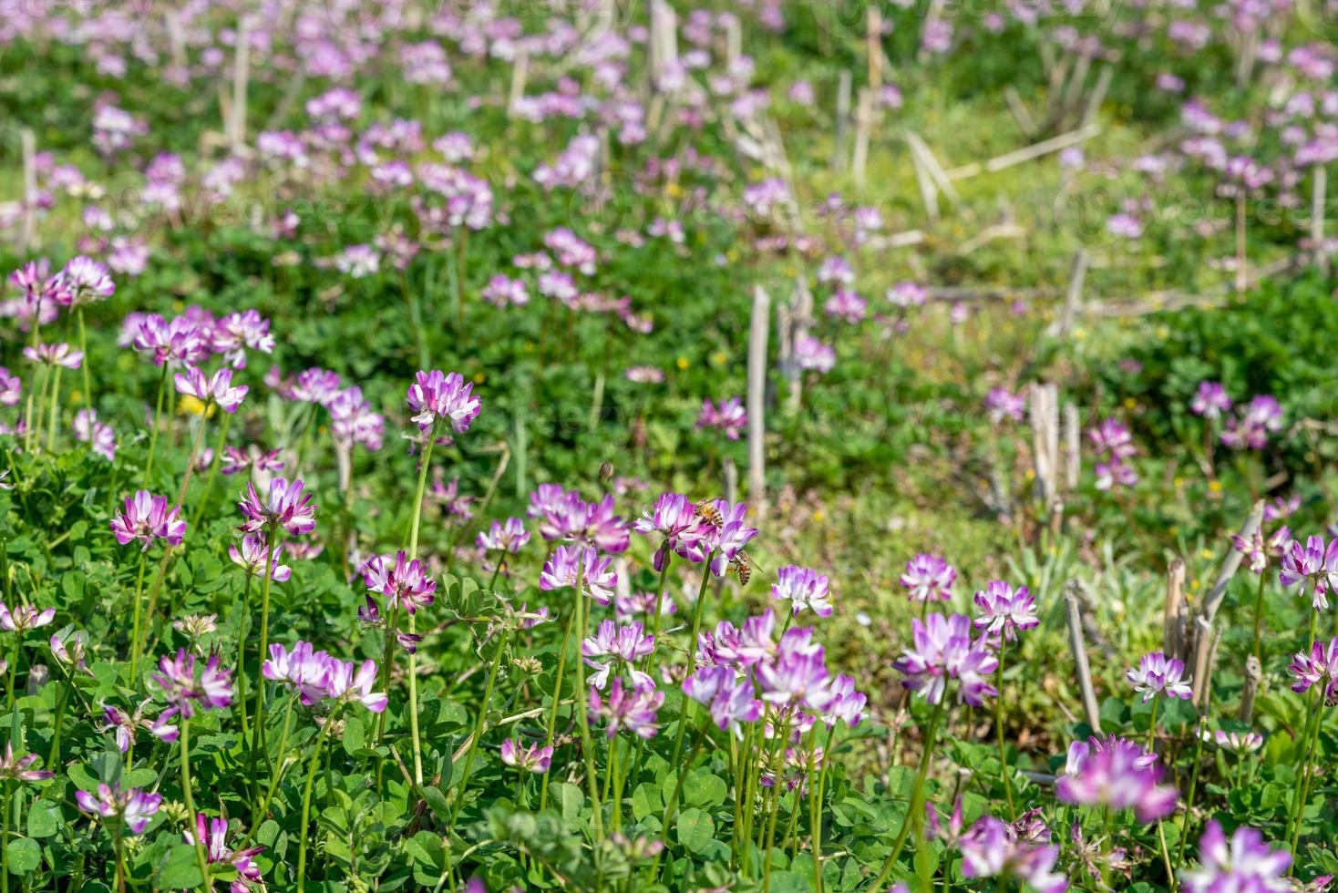 à la campagne, l'astragale violette est dans le champ photo