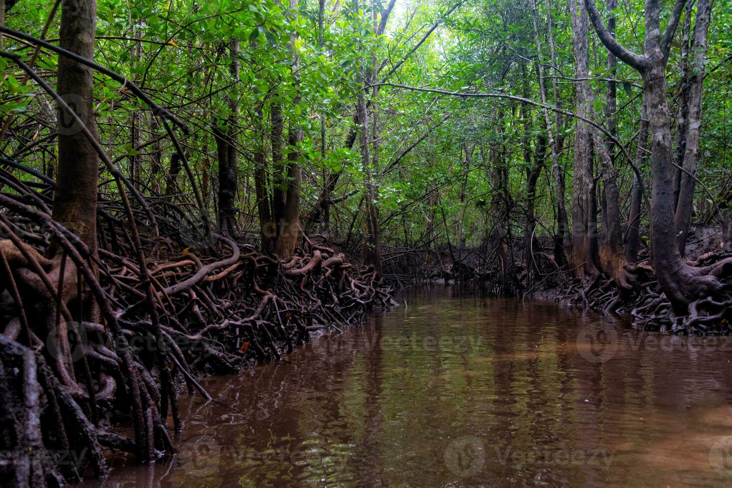 scène de magnifique mangrove forêt photo