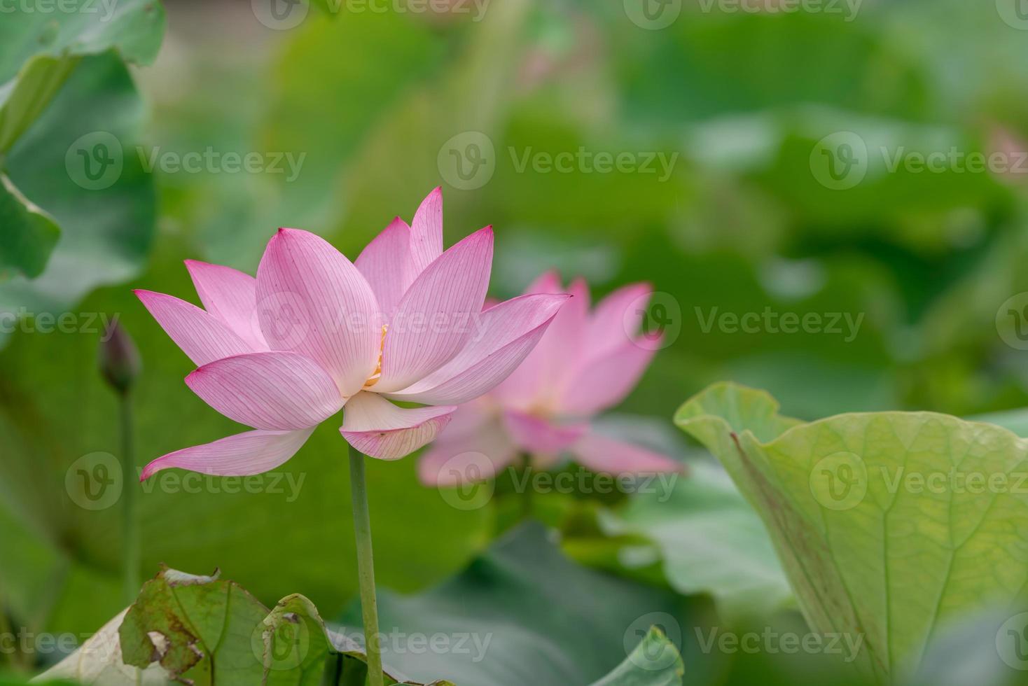 il y a beaucoup de fleurs de lotus roses dans l'étang de lotus photo