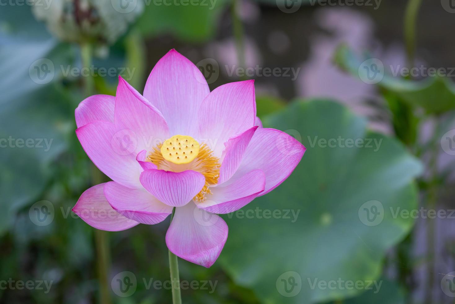 une fleur de lotus rose sur un fond de feuille de lotus vert photo