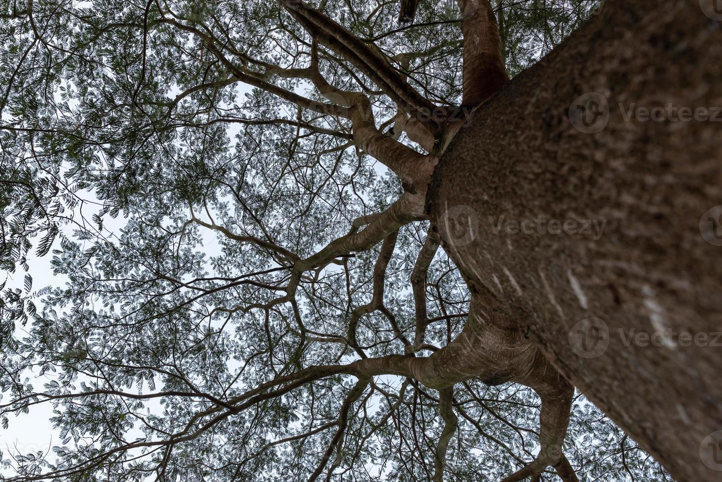 grands arbres avec des regards étranges dans le parc photo