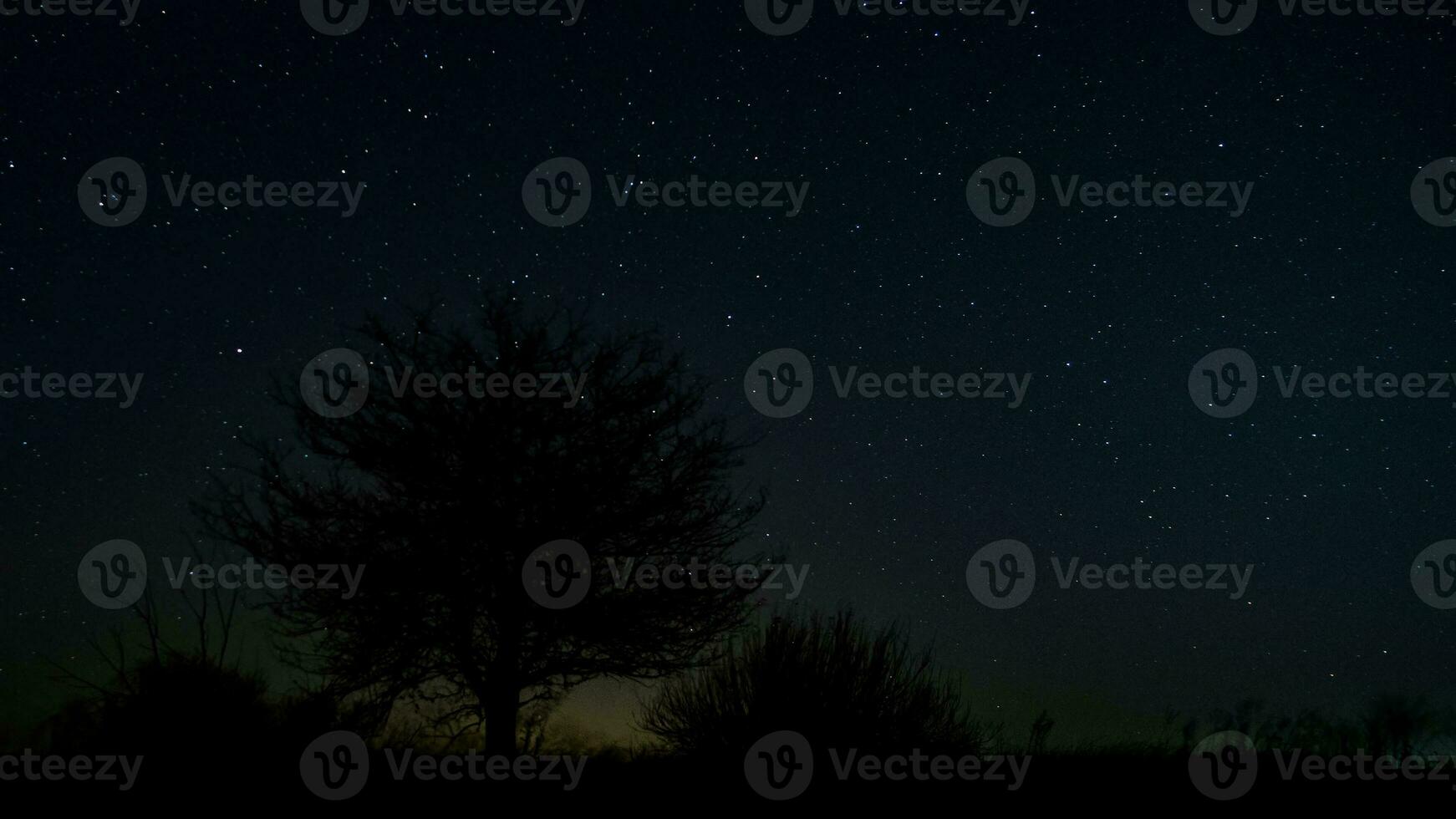 étoiles dans le nuit ciel au dessus le arbre photo