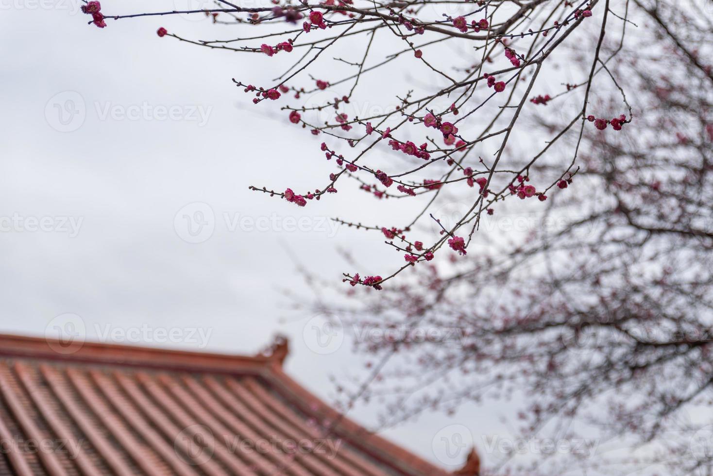 les fleurs de prunier roses dans les temples bouddhistes sont ouvertes photo