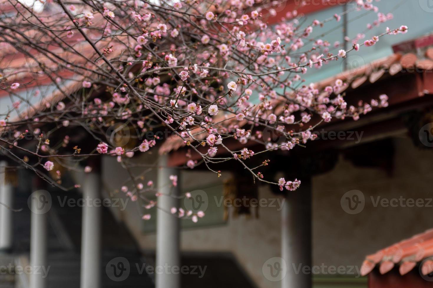 les fleurs de prunier roses dans les temples bouddhistes sont ouvertes photo