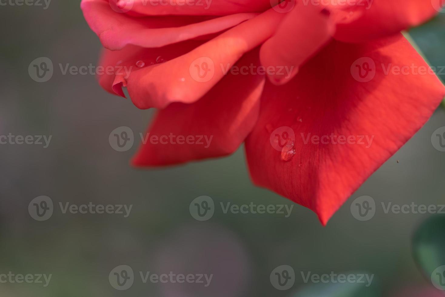 les roses rouges sont dans le jardin du parc sur fond vert photo