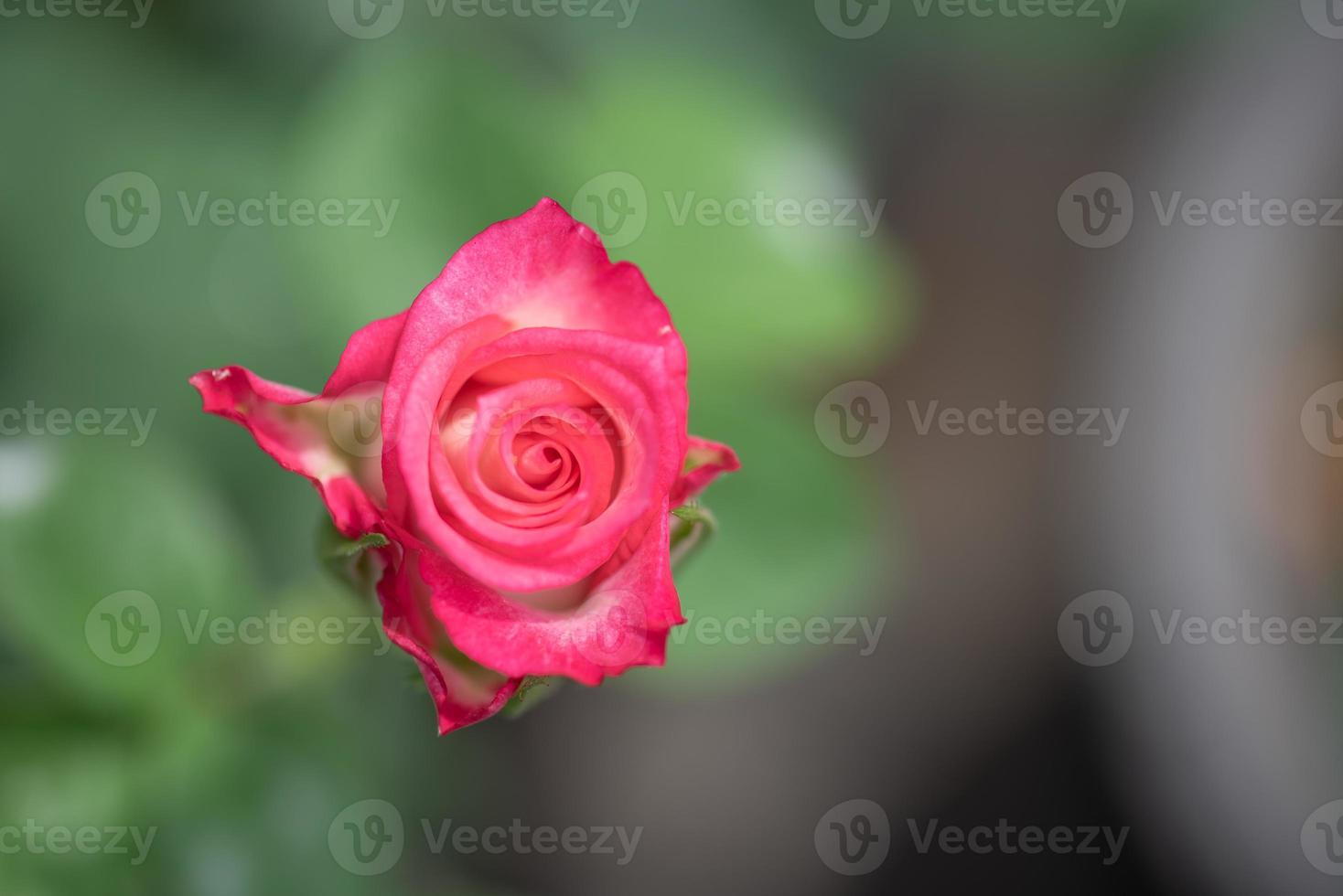 les roses rouges sont dans le jardin du parc sur fond vert photo