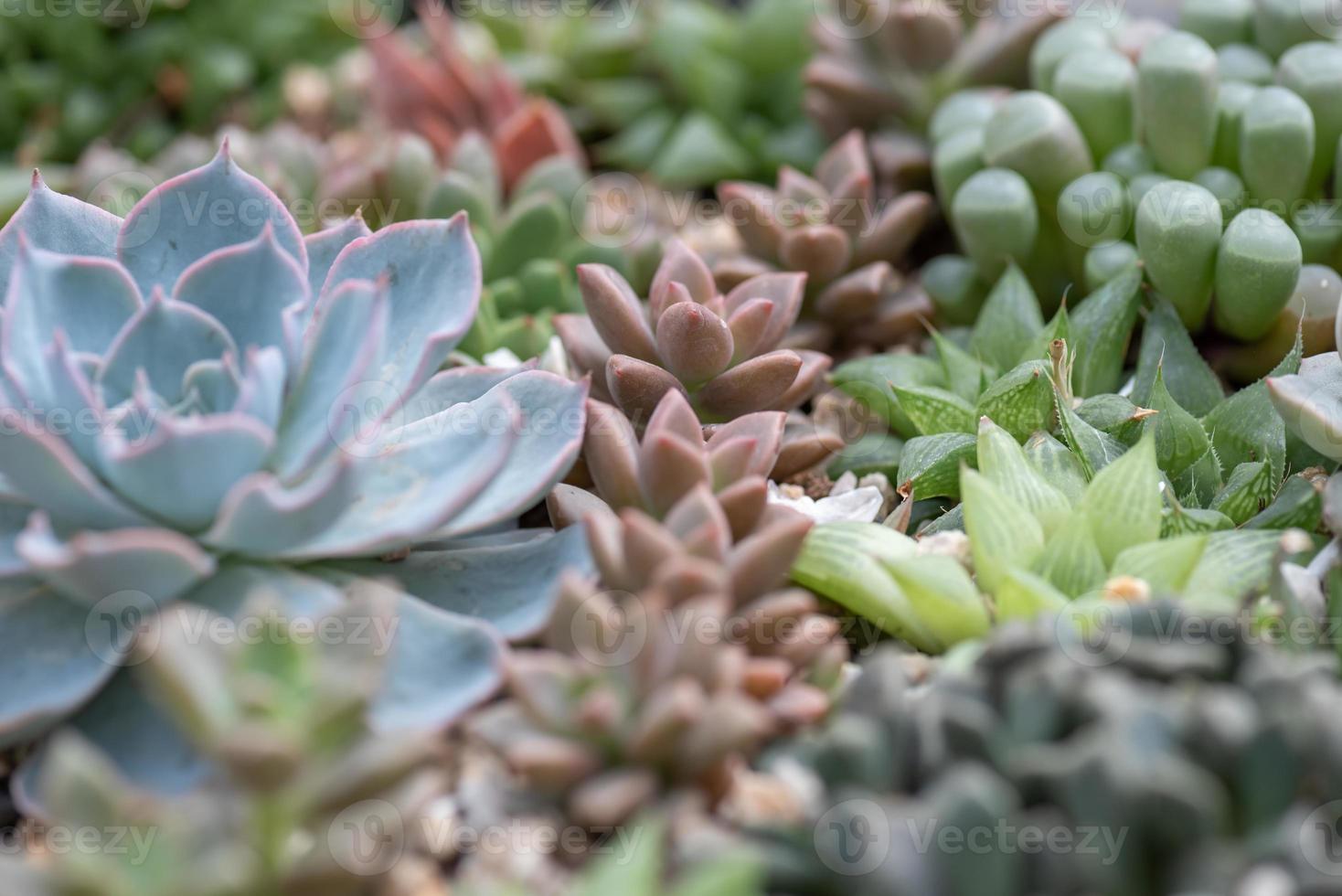 toutes sortes de petites et belles plantes succulentes photo