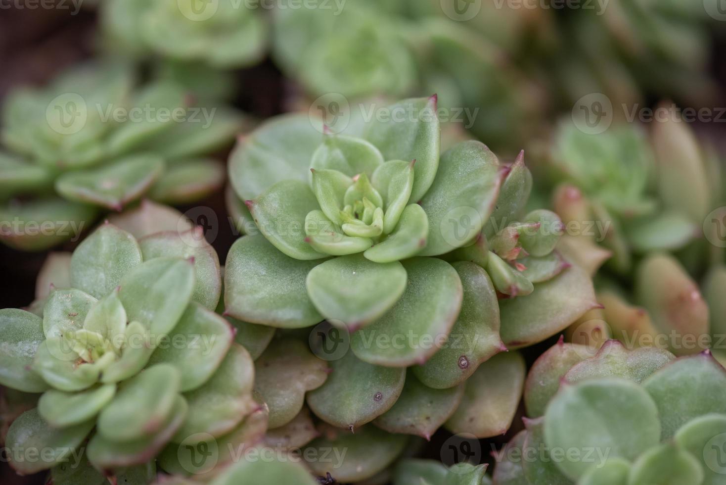 toutes sortes de petites et belles plantes succulentes photo