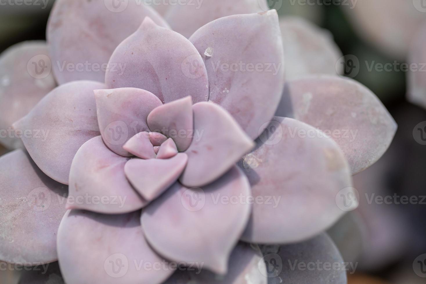 toutes sortes de petites et belles plantes succulentes photo