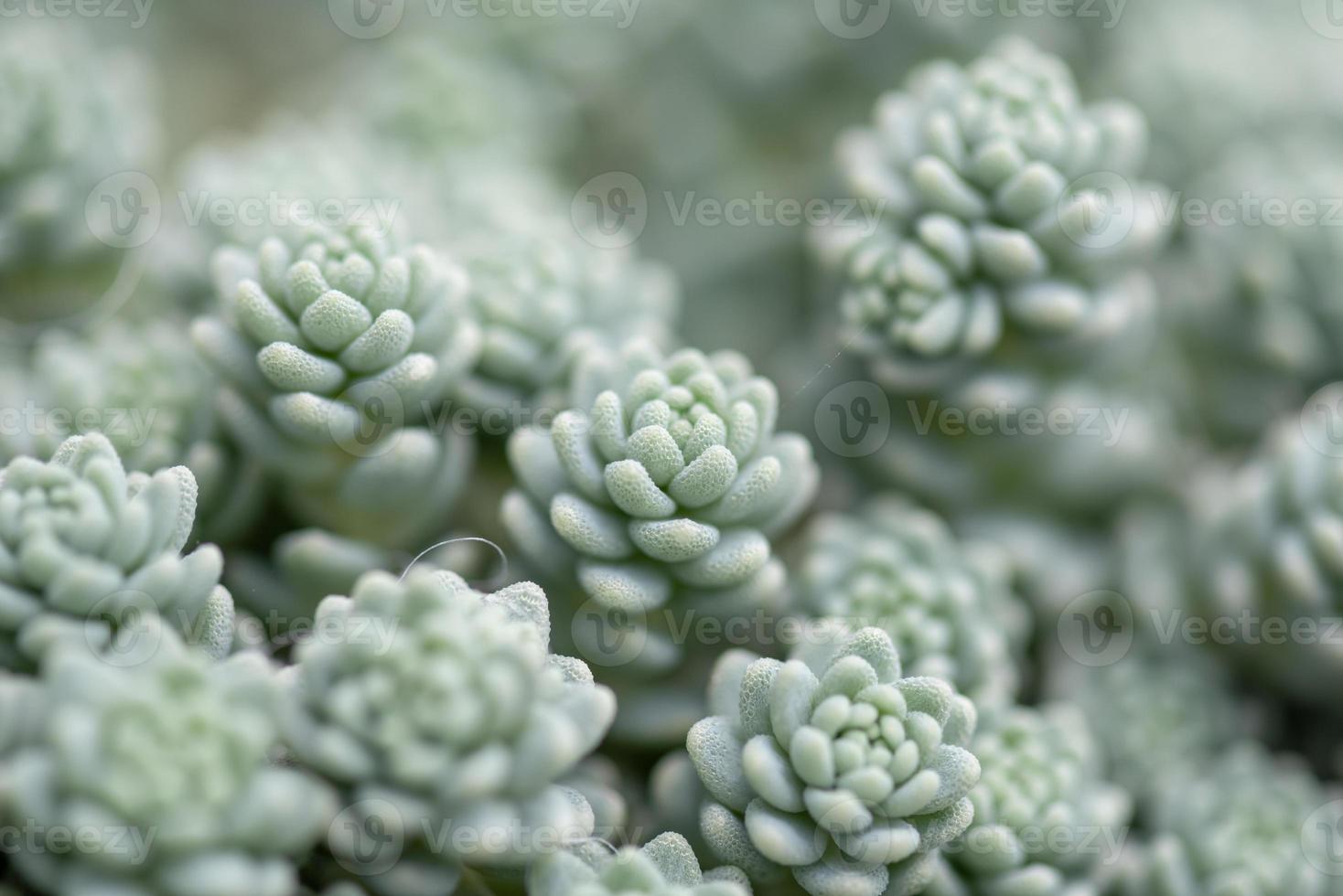 petites et belles plantes succulentes de diverses variétés photo