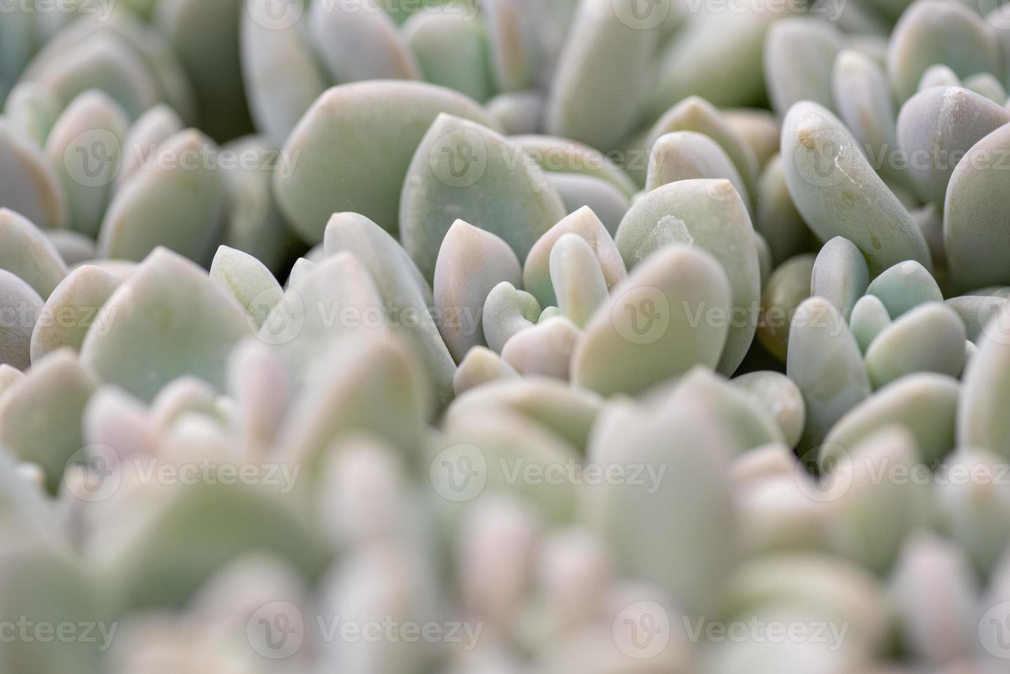 petites et belles plantes succulentes de diverses variétés photo