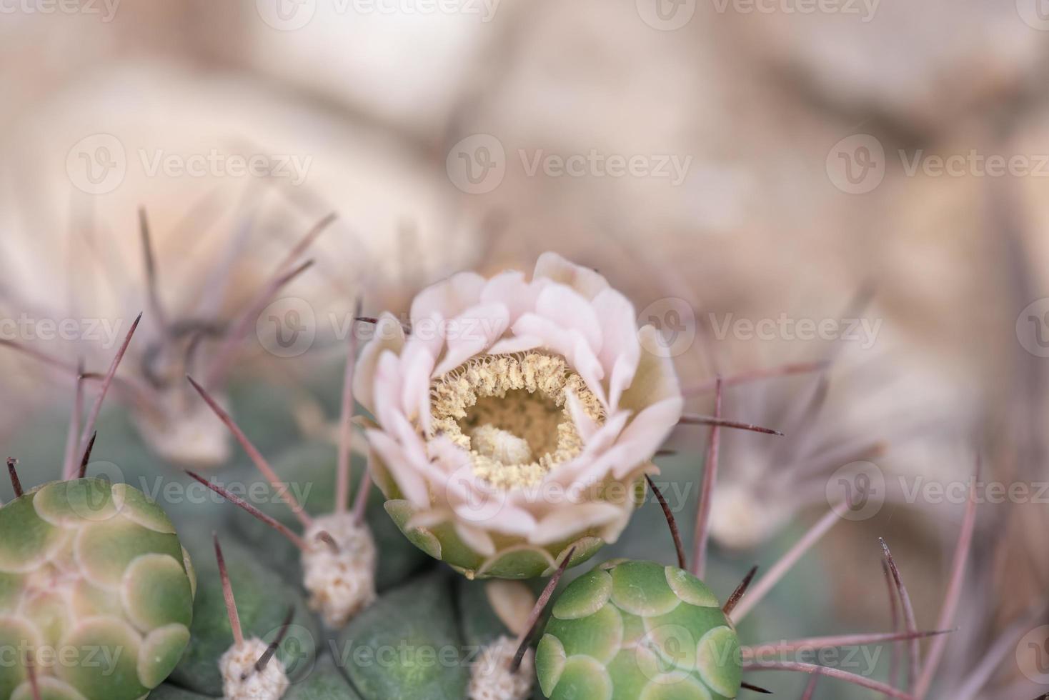 petites et belles plantes succulentes de diverses variétés photo