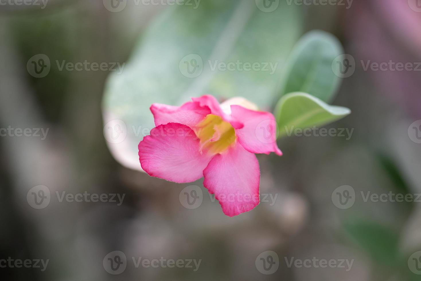 petites et belles plantes succulentes de diverses variétés photo