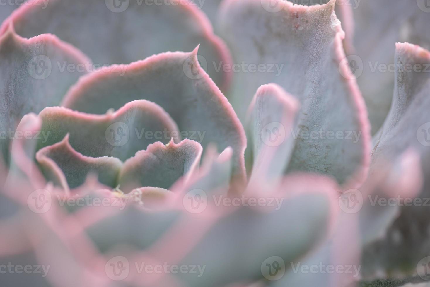 petites et belles plantes succulentes de diverses variétés photo