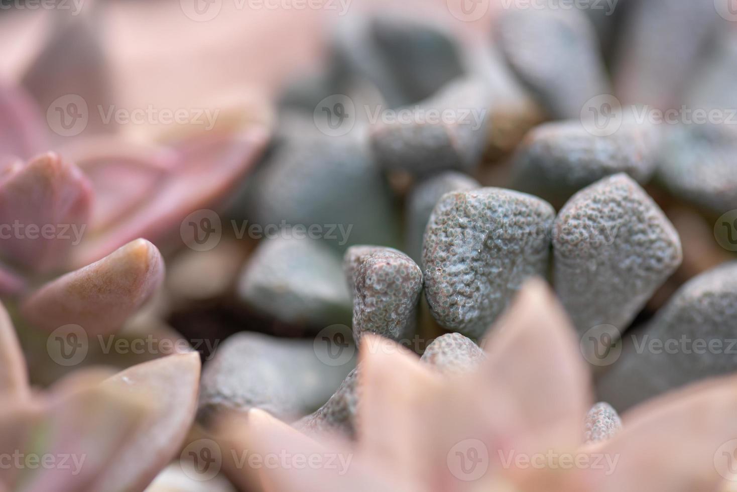 toutes sortes de petites et belles plantes succulentes photo