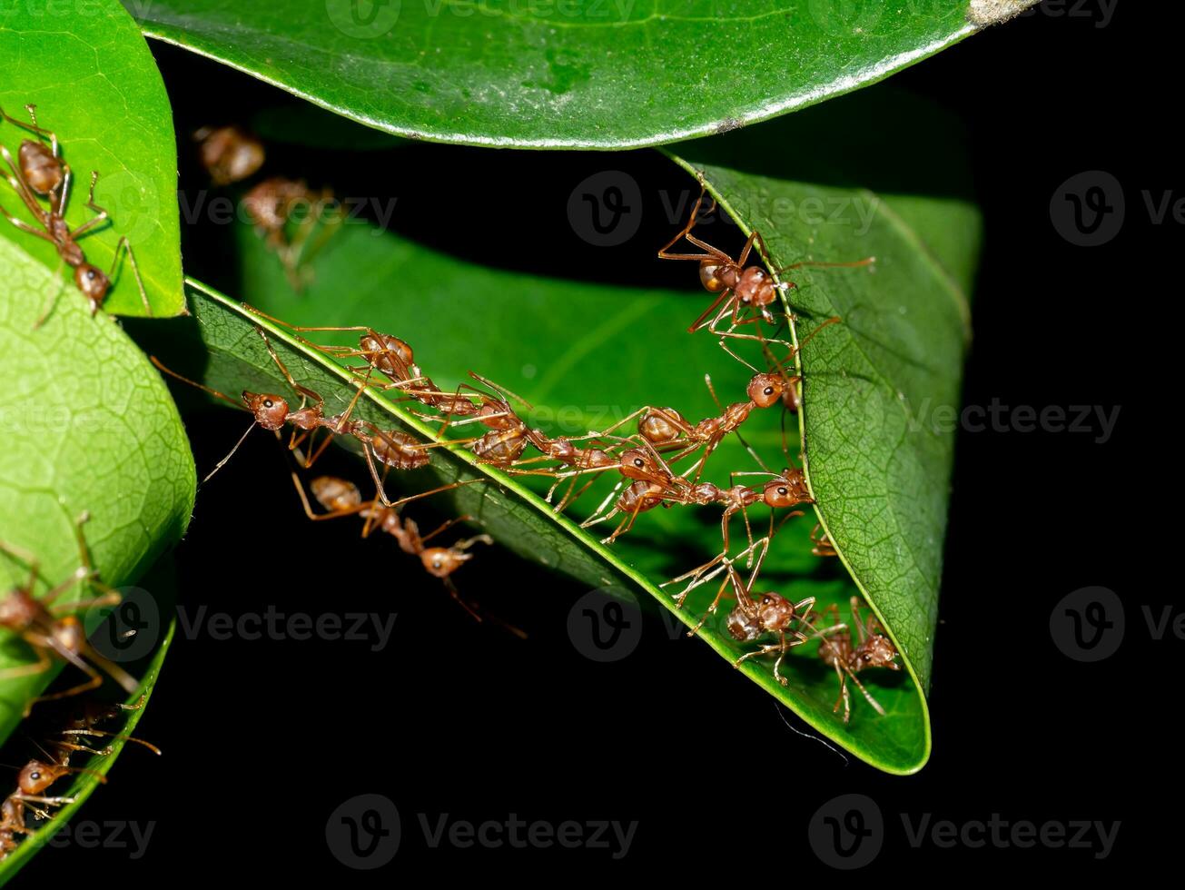 rouge fourmis sont travail ensemble à construire une habitat en dehors de feuilles. photo