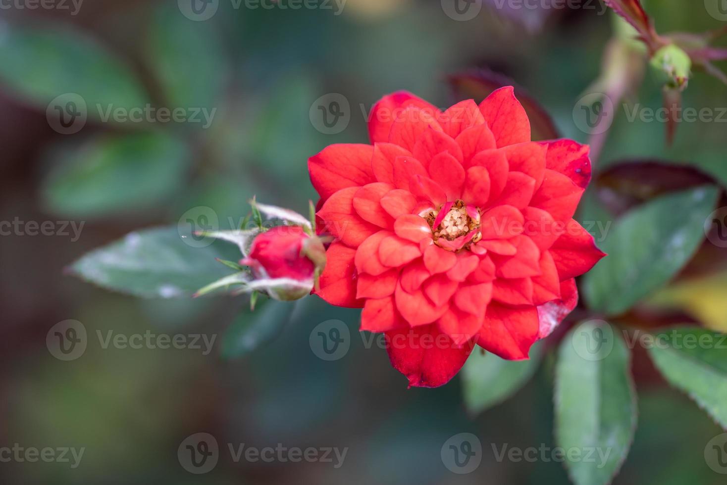 les roses rouges sont dans le jardin du parc sur fond vert photo