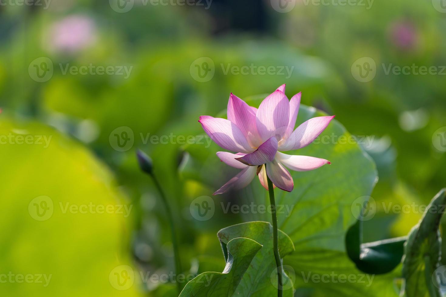 le lotus rose fleurit en été photo