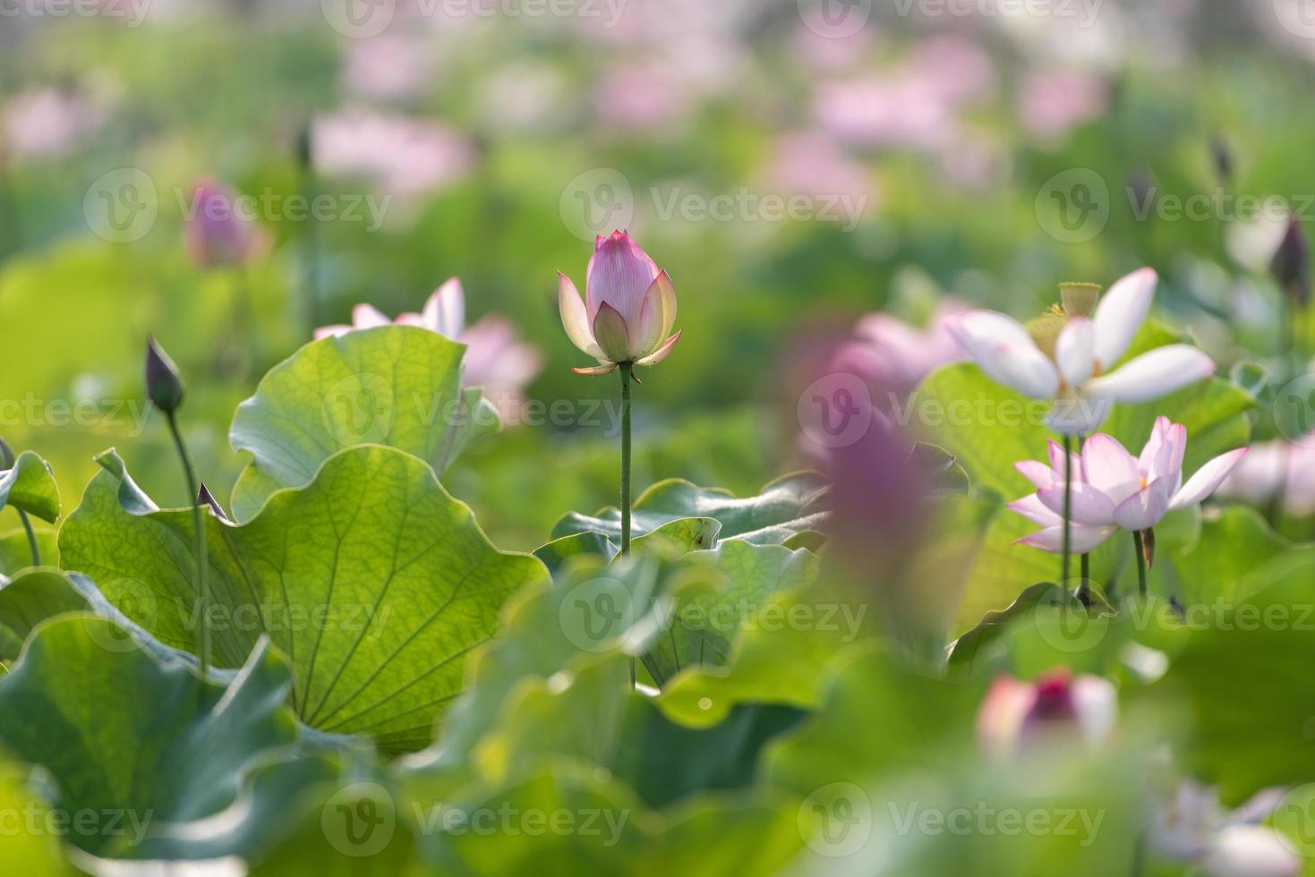 lotus rose et feuilles de lotus vert dans l'étang de lotus à la campagne photo