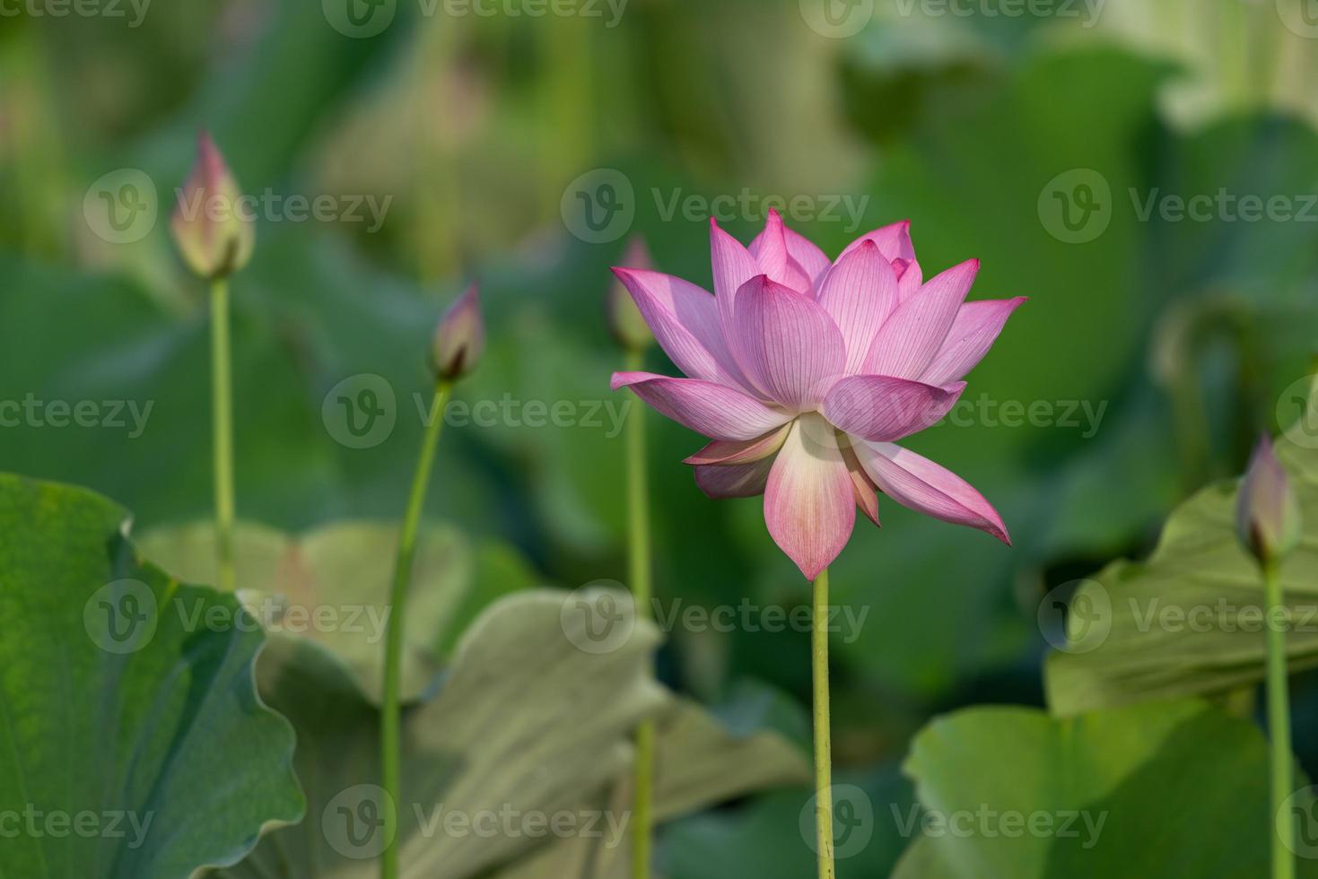 le lotus rose fleurit en été photo