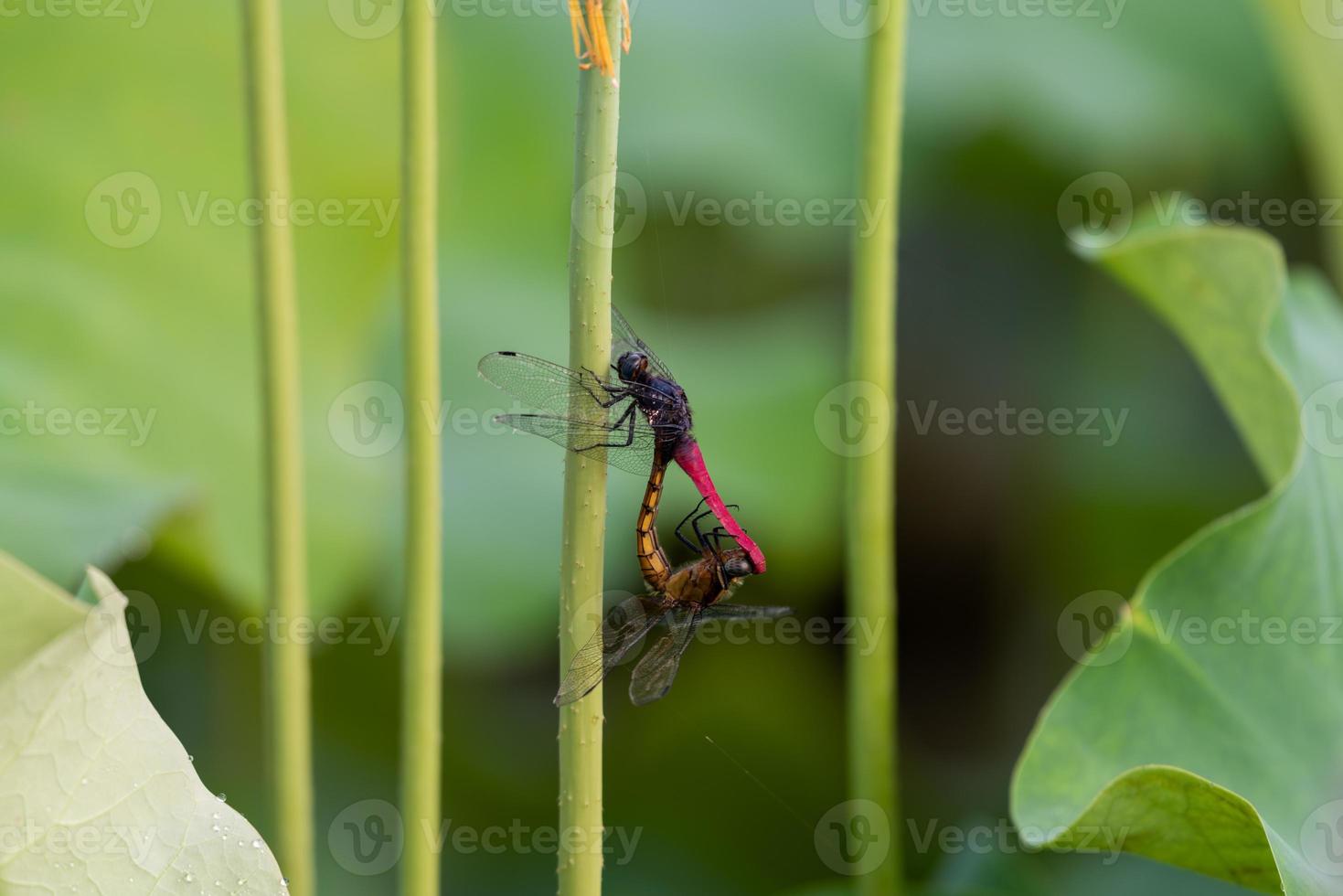 le poteau de lotus du lotus tient les animaux photo