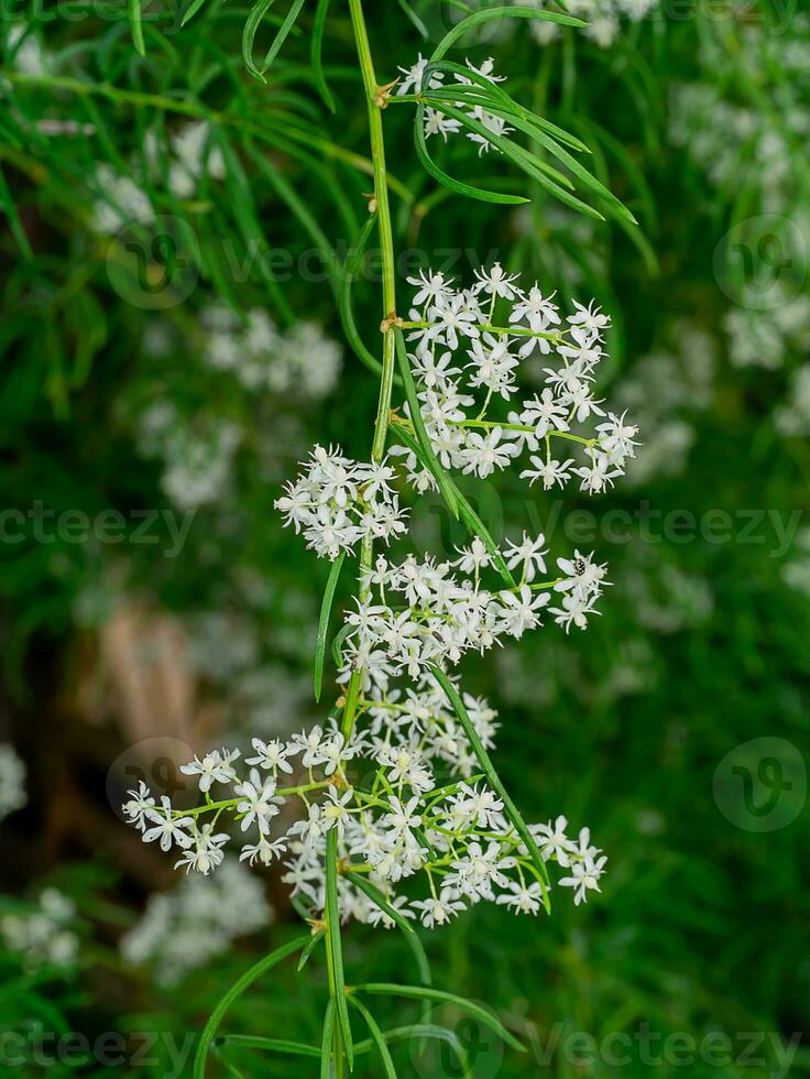 proche en haut fleur de chatavari plante sur brouiller Contexte. photo